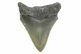 Juvenile Megalodon Tooth - North Carolina #354531-1